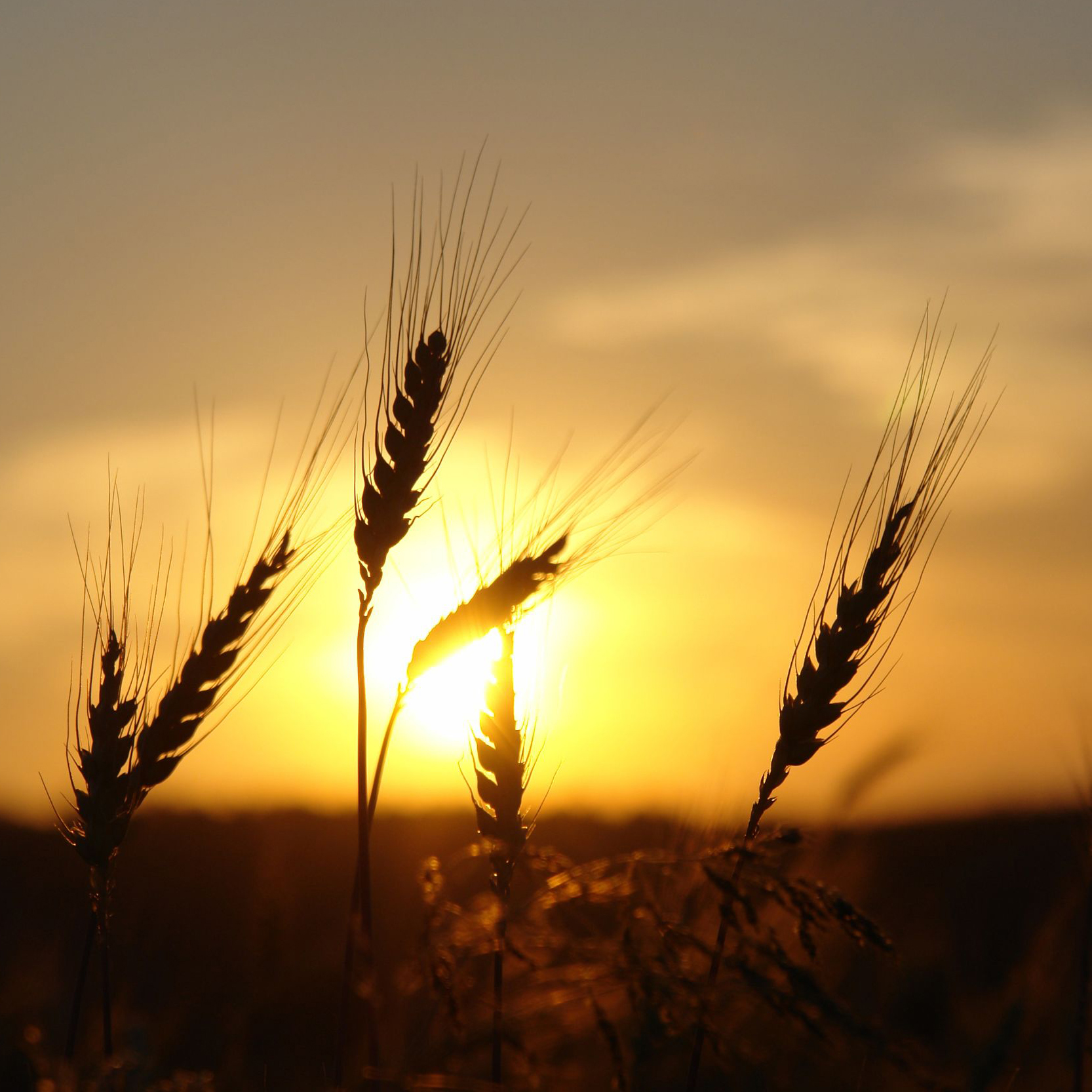 Sunset field